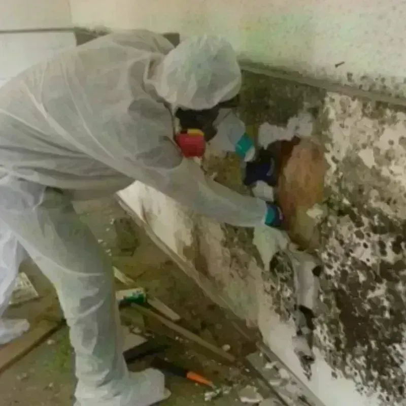 Mold Remediation and Removal in North Amityville, NY